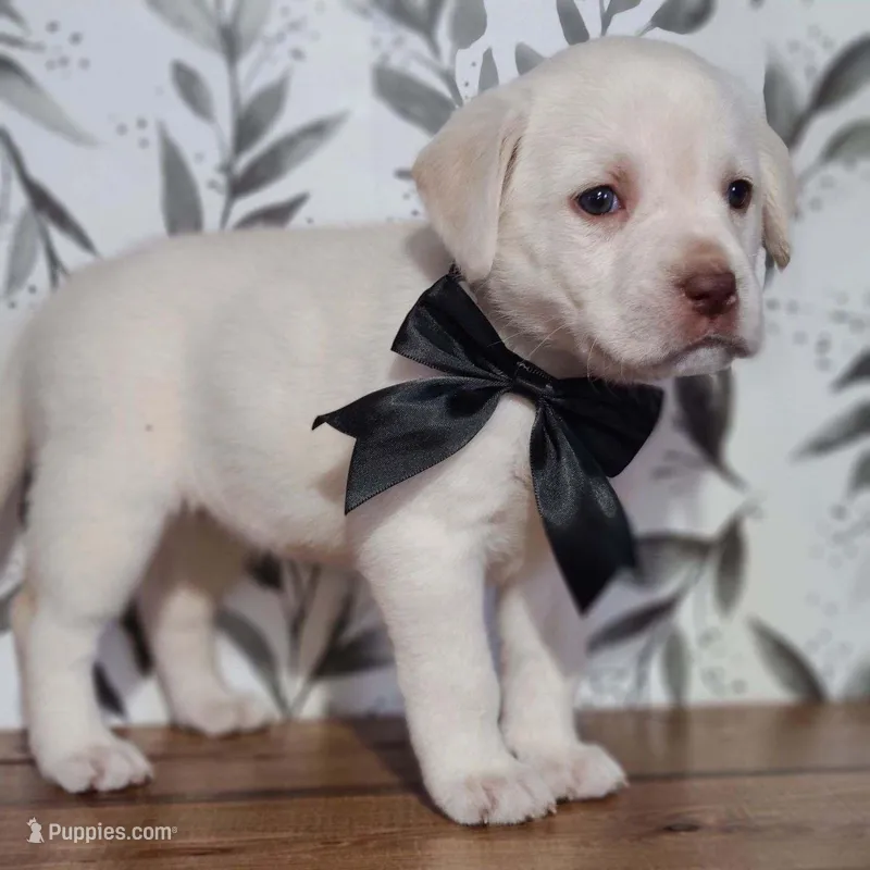 WHITE ENGLISH LAB PUPPY(BLACK COLLAR FEMALE) – Labrador Retriever puppy for sale in Carson City, MI