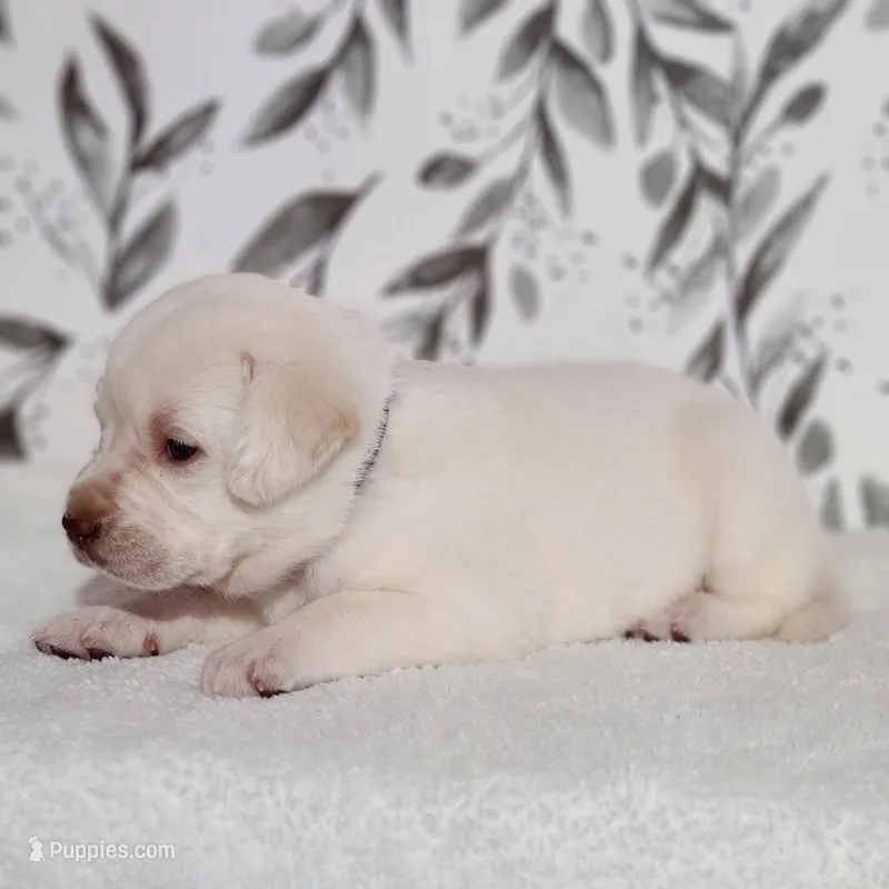 WHITE ENGLISH LAB PUPPY(BLACK COLLAR FEMALE) – Labrador Retriever puppy for sale in Carson City, MI