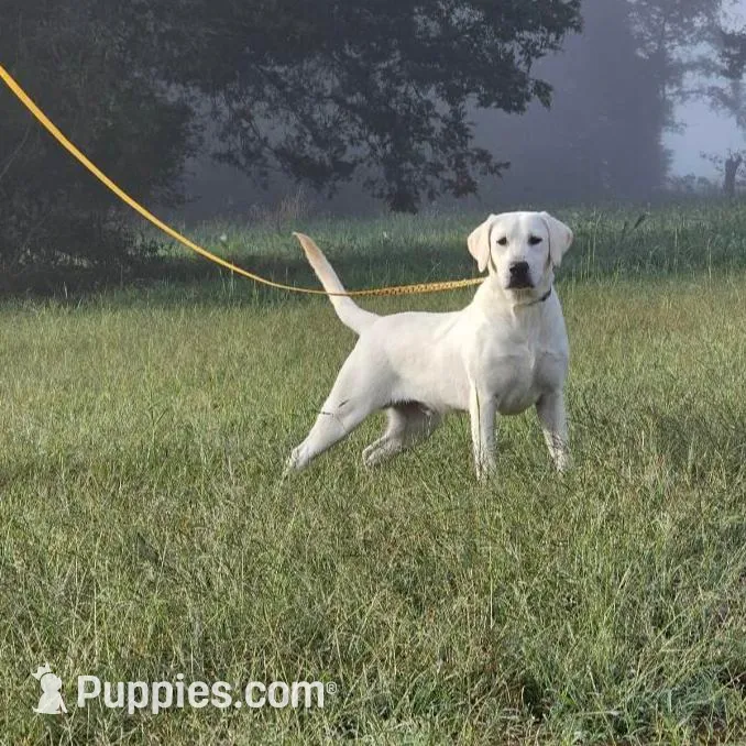 WHITE ENGLISH LAB PUPPY, a male Labrador Retriever for sale in Carson City, MI – Photo 6 of 6