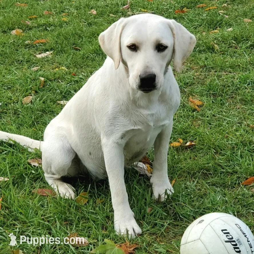 WHITE ENGLISH LAB PUPPY, a male Labrador Retriever for sale in Carson City, MI – Photo 5 of 6