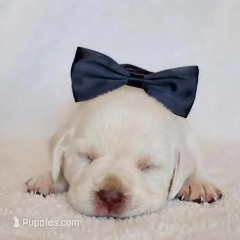 WHITE ENGLISH LAB PUPPY(BLACK COLLAR FEMALE), a female Labrador Retriever for sale in Carson City, MI – Photo 1 of 5