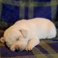 WHITE ENGLISH LAB PUPPY, a male Labrador Retriever for sale in Carson City, MI – Photo 2 of 6