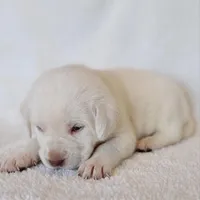 WHITE ENGLISH LAB PUPPY(BLACK COLLAR FEMALE), a female Labrador Retriever for sale in Carson City, MI – Photo 2 of 5