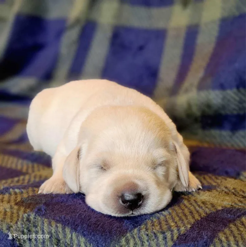 WHITE ENGLISH LAB PUPPY