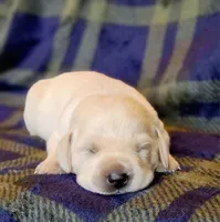 WHITE ENGLISH LAB PUPPY, a male Labrador Retriever for sale in Carson City, MI – Photo 1 of 6