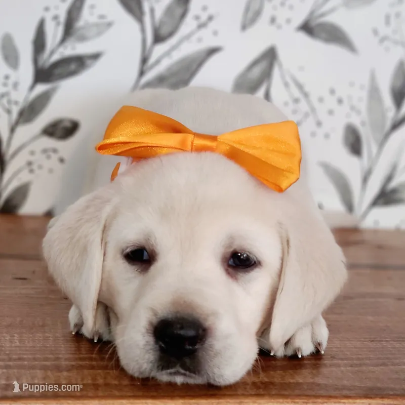 FULL ENGLISH ORANGE COLLAR – Labrador Retriever puppy for sale in Carson City, MI