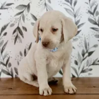 SADIE, a female Labrador Retriever for sale in Carson City, MI – 5 of 7