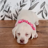 PINK COLLAR, a female Labrador Retriever for sale in Carson City, MI – 3 of 5