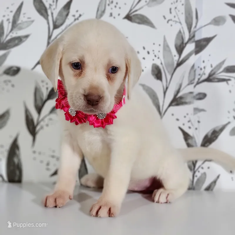 PINK COLLAR – Labrador Retriever puppy for sale in Carson City, MI