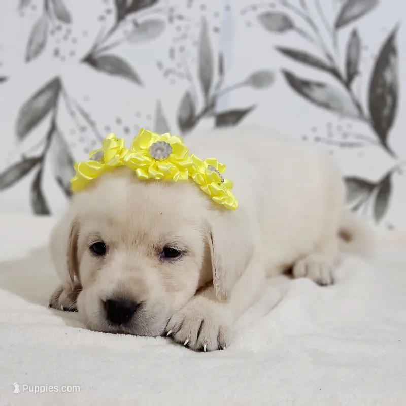 WHITE ENGLISH LAB PUPPY – Labrador Retriever puppy for sale in Carson City, MI
