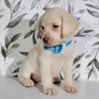 LIGHT BLUE COLLAR (FULL ENGLISH), a female Labrador Retriever for sale in Carson City, MI – 2 of 4