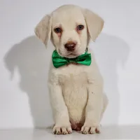 RUGER, a male Labrador Retriever for sale in Carson City, MI – 3 of 8