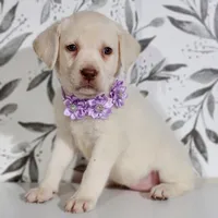 PURPLE COLLAR, a female Labrador Retriever for sale in Carson City, MI – 5 of 5