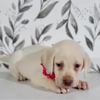 PINK COLLAR, a female Labrador Retriever for sale in Carson City, MI – 2 of 5