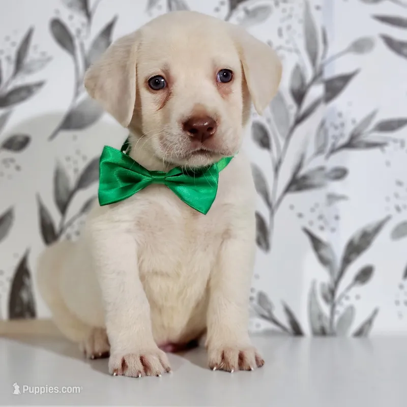 DARK GREEN COLLAR(FULL ENGLISH) – Labrador Retriever puppy for sale in Carson City, MI