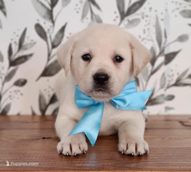 LIGHT BLUE COLLAR  – Labrador Retriever puppy for sale in Carson City, MI