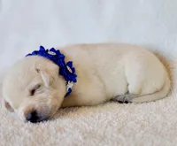 FFULL ENGLISH AKC DARK BLUE FEMALE, a female Labrador Retriever for sale in Carson City, MI – Photo 3 of 5