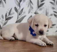 FULL ENGLISH AKC DARK BLUE FEMALE, a female Labrador Retriever for sale in Carson City, MI – Photo 4 of 7