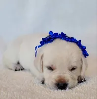 FFULL ENGLISH AKC DARK BLUE FEMALE, a female Labrador Retriever for sale in Carson City, MI – Photo 1 of 5