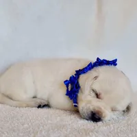 FULL ENGLISH AKC DARK BLUE FEMALE, a female Labrador Retriever for sale in Carson City, MI – Photo 6 of 7