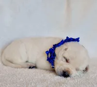 FFULL ENGLISH AKC DARK BLUE FEMALE, a female Labrador Retriever for sale in Carson City, MI – Photo 2 of 5