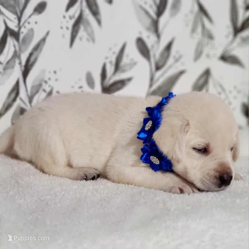 FFULL ENGLISH AKC DARK BLUE FEMALE – Labrador Retriever puppy for sale in Carson City, MI