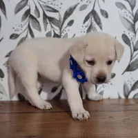 FULL ENGLISH AKC DARK BLUE FEMALE, a female Labrador Retriever for sale in Carson City, MI – Photo 2 of 7