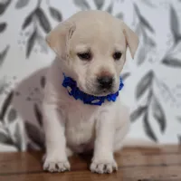 FULL ENGLISH AKC DARK BLUE FEMALE, a female Labrador Retriever for sale in Carson City, MI – Photo 1 of 7