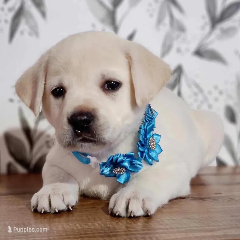 FULL ENGLISH AKC DARK BLUE FEMALE – Labrador Retriever puppy for sale in Carson City, MI