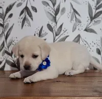 FULL ENGLISH AKC DARK BLUE FEMALE, a female Labrador Retriever for sale in Carson City, MI – Photo 3 of 7