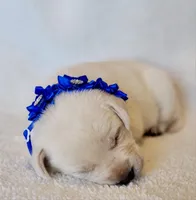 FFULL ENGLISH AKC DARK BLUE FEMALE, a female Labrador Retriever for sale in Carson City, MI – Photo 4 of 5