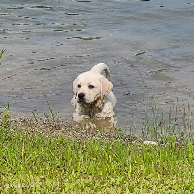 AKC GUNNER – Labrador Retriever puppy for sale in Carson City, MI