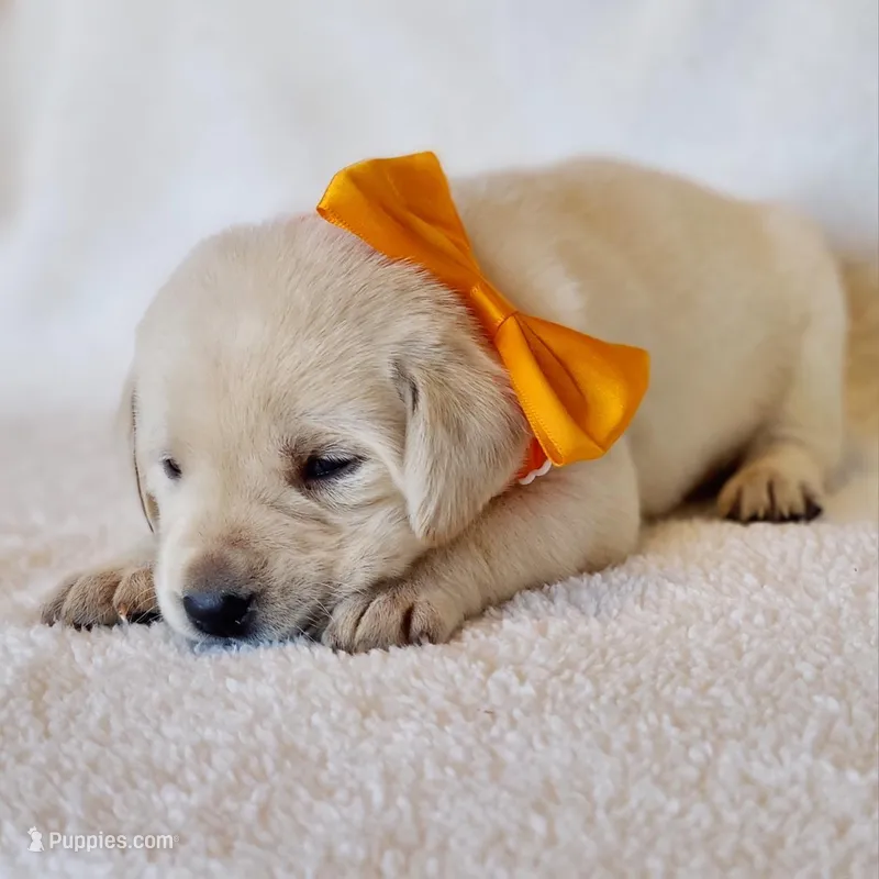 AKC LAB PUPPY (ORANGE COLLAR), a male Labrador Retriever for sale in Carson City, MI – Photo 1 of 6