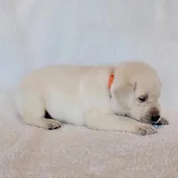 AKC LAB PUPPY (ORANGE COLLAR), a male Labrador Retriever for sale in Carson City, MI – Photo 2 of 6