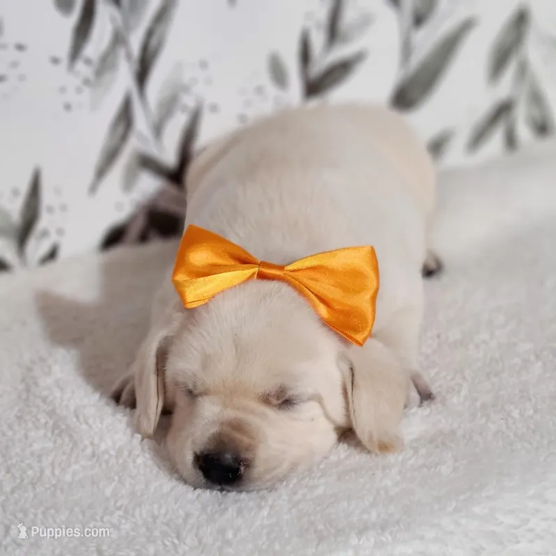 AKC LAB PUPPY (ORANGE COLLAR) – Labrador Retriever puppy for sale in Carson City, MI