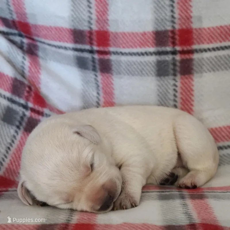 AKC LAB PUPPY
