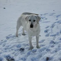 AKC LAB PUPPY, a female Labrador Retriever for sale in Carson City, MI – Photo 4 of 4