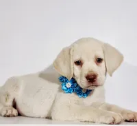 SADIE, a female Labrador Retriever for sale in Carson City, MI – 7 of 7