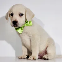 AKC FINN, a male Labrador Retriever for sale in Carson City, MI – 3 of 7