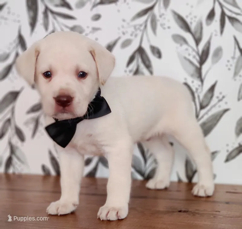 FULL ENGLISH BLACK COLLAR – Labrador Retriever puppy for sale in Carson City, MI