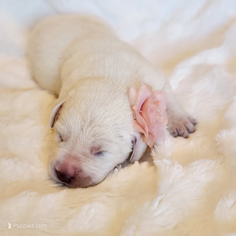 WHITE ENGLISH LAB PUPPY – Labrador Retriever puppy for sale in Carson City, MI
