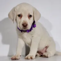 KINLEY (FULL ENGLISH), a female Labrador Retriever for sale in Carson City, MI – 2 of 4