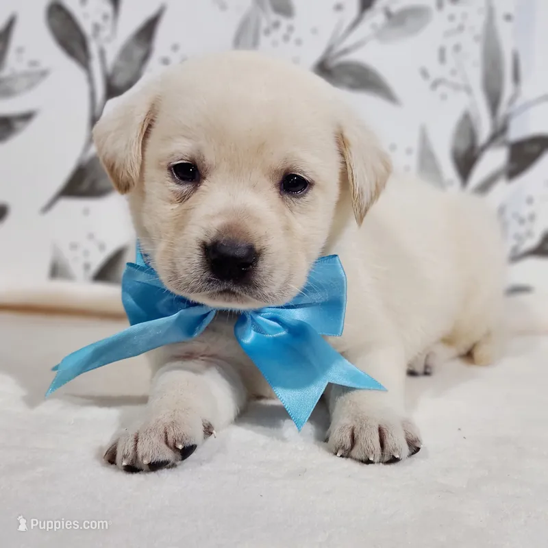 LIGHT BLUE COLLAR  – Labrador Retriever puppy for sale in Carson City, MI