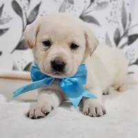 LIGHT BLUE COLLAR , a male Labrador Retriever for sale in Carson City, MI – 1 of 2