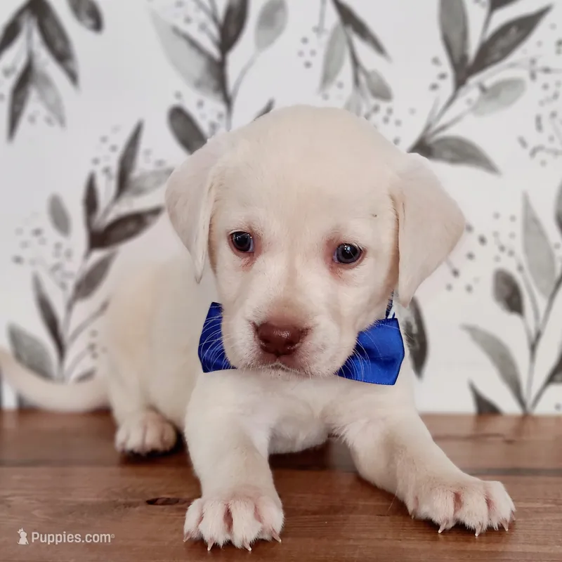 DARK BLUE COLLAR (FULL ENGLISH) – Labrador Retriever puppy for sale in Carson City, MI