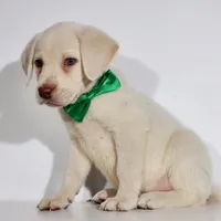 WHITE LAB PUPPY, a male Labrador Retriever for sale in Carson City, MI – 3 of 6