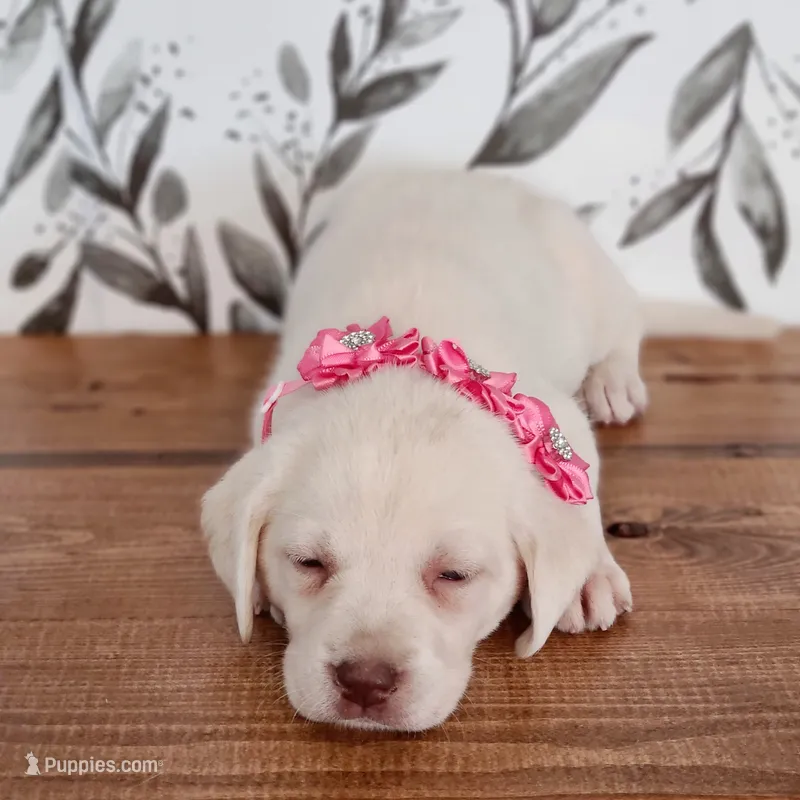 Snowflake – White English Labrador Puppy – Labrador Retriever puppy for sale in Carson City, MI