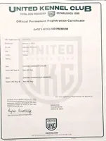 Maggie, a female Labrador Retriever for sale in Carson City, MI – Photo 6 of 6