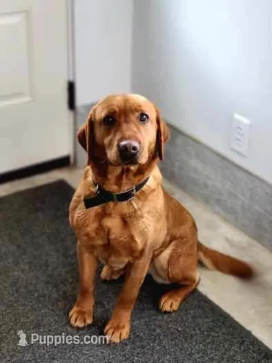 Maggie – Labrador Retriever puppy for sale in Carson City, MI
