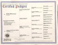 Maggie, a female Labrador Retriever for sale in Carson City, MI – Photo 5 of 6